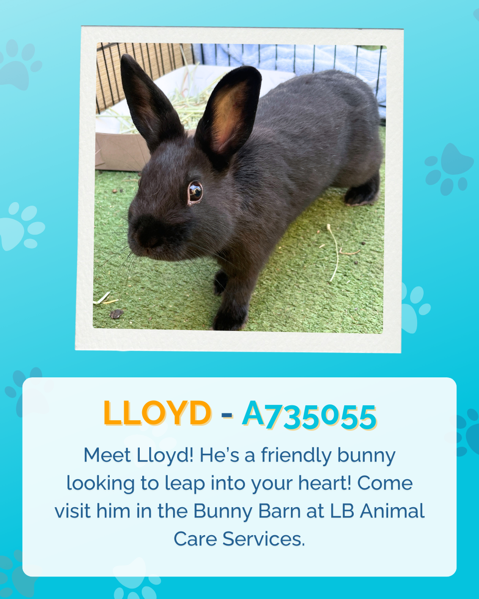 Image of a black bunny